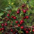 Chilean guava 